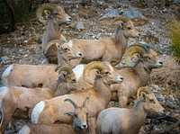 Sierra Nevada bighorn sheep.
