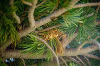 White Pine Blister Rust.