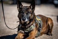 Service dog, German Shepherd. 