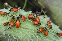 Milkweed Bugs. 