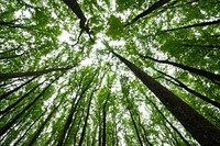 Poplar Canopy, green forest.