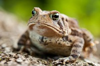 Brown American toad, reptiles. 