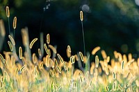 Early Fall Grasses.