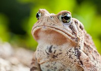 Brown American toad, reptiles. 