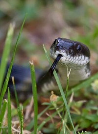 Black Rat Snake in the Grass.