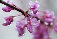 Redbud Blossoms Close-up.