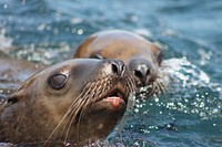 Sea lions at Tillamook Rock. 