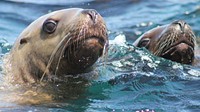 Sea lions at Tillamook Rock. 