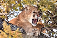 Cougar tom hissing in a tree.