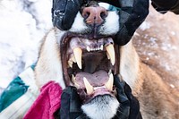 Cougar capture and collar: teeth close up.