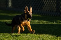 The new Biden family dog, Commander, plays in the Jacqueline Kennedy Garden, Monday, December 20, 2021, at the White House. (Official White House Photo by Adam Schultz)