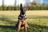 New Biden family dog Commander plays in the White House Rose Garden, Wednesday, December 22, 2021. (Official White House Photo by Adam Schultz)