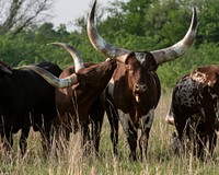 Watusi cattle in a pasture near Campbell, TX, on April 12, 2021. USDA Media by Lance Cheung.