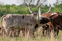 Watusi cattle in a pasture near Campbell, TX, on April 12, 2021. USDA Media by Lance Cheung.