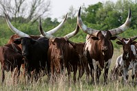 Watusi cattle in a pasture.