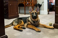 The Biden’s dog Commander visits the Outer Oval Office, Thursday, January 20, 2022, at the White House. (Official White House Photo by Adam Schultz)