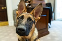 The Biden’s dog Commander visits the Outer Oval Office, Thursday, January 20, 2022, at the White House. (Official White House Photo by Adam Schultz)