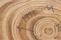 Pencil markings on a tree cookie's rings.