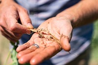 Organic farmer checks for nodules that fix nitrogen on the roots of a pea cover crop, soil health. 