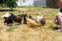 Farm chickens, cage free.