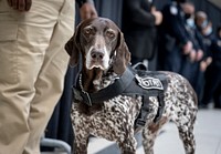 German Shorthaired Pointer, service dog.