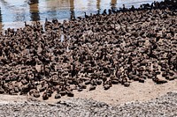 Ducks take refuge on the banks of the Mississippi River at the Cargill-Westgo Grain Elevator and port facility near New Orleans, at Nine Mile Point, LA, on March 10, 2022. USDA Media by Lance Cheung.