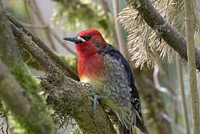 Red-breasted sapsucker bird.