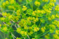 Leafy spurge.