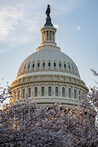 Cherry blossoms at the U.S. Capitol.