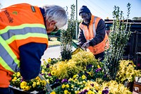 City of Greenville Public Works installs planters across the Uptown area on Monday, March 21. Original public domain image from Flickr