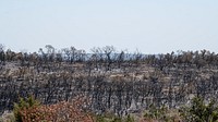 A hillside of burned trees and shrubs from the Das Goat Fire, south of Medina Lake and West of San Antonio, TX, on April 2, 2022. The point of ignition was a disabled vehicle that pulled off of County Road 271 and caught fire. The fire proceeded to the north and northeast. The fire is now 100 percent contained and consumed 1,092 Acres of grass and shrubs. U.S. Department of Agriculture USDA Forest Service FS wildland hotshot firefighters from California were are on the hillside to check for and put out hotspots in remaining embers of burnt trees and brush.USDA Media by Lance Cheung.