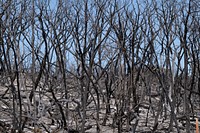 The Das Goat Fire charred trees and shrub, in a residential area, near Mico, TX, south of Medina Lake and West of San Antonio, on April 2, 2022.