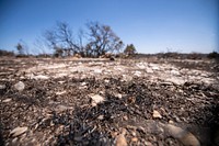 Fire damage land.