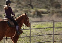 Equine Volunteer. Original public domain image from Flickr