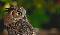 Great Horned Owl.