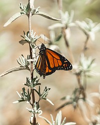Monarch Butterfly. 