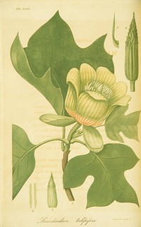 Liriodendron tulipiferaCollection: Images from the History of Medicine (IHM) Author(s): Annin & Smith, engravers. Contributor(s): Bigelow, Jacob, 1786-1879 Publication:Boston : Published by Cummings and Hilliard ... ; Univiversity Press ... Hilliard and Metcalf, 1818 Language(s): Latin Format: Still image Subject(s): Liriodendron,Plants, Medicinal Genre(s): Pictorial Works,Book Illustrations Abstract: Colored engraving of a tulip tree. Related Title(s): Is part of: American medical botany.; See related catalog record: 2543055R Extent: 1 print : plate mark 24 x 16 cm. Technique: engraving, color NLM Unique ID: 101456845 NLM Image ID: C03192 Permanent Link: resource.nlm.nih.gov/101456845