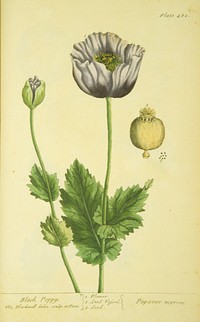 Black poppy =: Papaver nigrumCollection: Images from the History of Medicine (IHM) Alternate Title(s): Papaver nigrum Author(s): Blackwell, Elizabeth, active 1737., engraver Publication: London : Printed for Samuel Harding ..., MDCCXXXVII [1737] Language(s): English Format: Still image Subject(s): Papaver Genre(s): Book Illustrations, Pictorial Works, Herbals Abstract: Plate 482 from Elizabeth Blackwell's A curious herbal. Illustration of the flower and seeds of a black poppy plant. Related Title(s): Is part of: A curious herbal, containing five hundred cuts, of the most useful plants.; See related catalog record: 2449056R Extent: 1 print : 37 x 25 cm. Technique: etching and engraving, hand-colored NLM Unique ID: 101456781 NLM Image ID: C03128 Permanent Link: resource.nlm.nih.gov/101456781