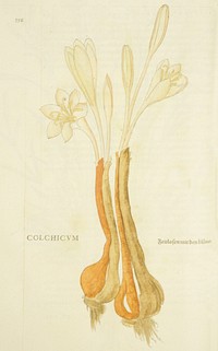 Colchicum =: Zeitlosen mit den BlümenCollection: Images from the History of Medicine (IHM) Alternate Title(s): Zeitlosen mit den Blümen Author(s): Specklin, Veit Rudolph, -1550., engraver Contributor(s): Fuchs, Leonhart, 1501-1566, Füllmaurer, Heinrich, illustrator Meyer, Albrecht, active 1542., illustrator Publication: [Basileae : In officina Isingriniana, Anno Christi MDXLII [1542]] Language(s): Latin Format: Still image Subject(s): Colchicum Genre(s): Book Illustrations, Herbals, Pictorial Works Abstract: Hand-colored woodcut of the flowering meadow saffron plant. Related Title(s): Is part of: De historia stirpium commentarii insignes...; See related catalog record: 2238021R Extent: 1 print : 37 x 24 cm. Technique: woodcut, hand-colored NLM Unique ID: 101457007 NLM Image ID: C03354 Permanent Link: resource.nlm.nih.gov/101457007