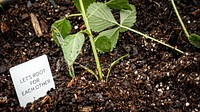 Vegetable garden, sprout. 