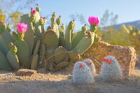 Beavertail Cactus Flowers, and fishhook Cactus FruitThree common fishhook cacti (Mammillaria tetrancistra) in the foreground with small red fruits, and flowering beavertail pricklypear (Opuntia basilaris var. basilaris) cactus in the background.