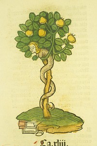 Arbor vellignum vite paradisiCollection: Images from the History of Medicine (IHM) Publication: [Mainz : Jacob Meydenbach, 23 June 1491] Language(s): Latin Format: Still image Subject(s): Thuja Genre(s): Book Illustrations,Pictorial Works, Herbals Abstract: Illustration of the tree of life, with a human-headed serpent wrapped around the trunk. Related Title(s): Is part of: Ortus sanitatis; See related catalog record: 9413026 Extent: 1 print : 31 x 21 cm. Technique: woodcut, hand color NLM Unique ID: 101456919 NLM Image ID: C03266 Permanent Link: resource.nlm.nih.gov/101456919