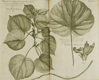 Mahot or mangrove tree =: Malva aborea folio rotundoCollection: Images from the History of Medicine (IHM) Contributor(s): Sloane, Hans, Sir, 1660-1753 Publication: London : Printed by B. M. for the author, 1707-1725 Language(s): English Format: Still image Subject(s): Plants Genre(s): Pictorial Works,Book Illustrations Related Title(s): Is part of: A voyage to the islands Madera, Barbados, Nieves, S. Christophers and Jamaica...; See related catalog record: 2711327R Extent: 1 print : 35 x 46 cm. Technique: engraving, black and white NLM Unique ID: 101456815 NLM Image ID: C03162 Permanent Link: resource.nlm.nih.gov/101456815