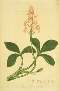 Sanguinaria CanadensisCollection: Images from the History of Medicine (IHM) Author(s): Annin, William B., 1791?-1839, engraver Contributor(s): Bigelow, Jacob, 1786-1879 Publication: Boston : Published by Cummings and Hilliard ... ; University Press ... Hilliard and Metcalf, 1817 Language(s): Latin Format: Still image Subject(s): Sanguinaria, Plants, Medicinal Genre(s): Pictorial Works, Book Illustrations Abstract: Colored engraving of a flowering blood root plant. Related Title(s): Is part of: American medical botany.; See related catalog record: 2543055R Extent: 1 print : plate mark 21 x 15 cm. Technique: engraving, color NLM Unique ID: 101456838 NLM Image ID: C03185 Permanent Link: resource.nlm.nih.gov/101456838