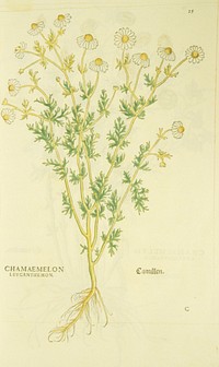 Chamaemelon levcanthemon =: Camillen =: Chamomile PlantCollection: Images from the History of Medicine (IHM) Alternate Title(s): Chamaemelon leucanthemon and Camillen Contributor(s): Fuchs, Leonhart, 1501-1566, Füllmaurer, Heinrich, illustrator, Meyer, Albrecht, active 1542., illustrator, Specklin, Veit Rudolph, -1550., engraver Publication: [Basileae : In officina Isingriniana, anno Christi MDXLII [1542]] Language(s): Latin Format: Still image Subject(s): Chamomile Genre(s): Book Illustrations, Herbals, Pictorial Works Abstract: Hand-colored woodcut of a chamomile plant, showing the flowers, stalks, leaves, and roots. Related Title(s): Is part of: De historia stirpium commentarii insignes...; See related catalog record: 2238021R Extent: 1 print : 37 x 24 cm. Technique: woodcut,hand-colored NLM Unique ID: 101456989 NLM Image ID: C03336 Permanent Link: resource.nlm.nih.gov/101456989