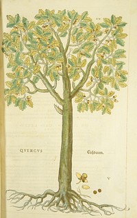 Quercus =: EichbaumCollection: Images from the History of Medicine (IHM) Alternate Title(s): Eichbaum Author(s): Specklin, Veit Rudolph, -1550., engraver Contributor(s): Fuchs, Leonhart, 1501-1566, Füllmaurer, Heinrich, illustrator Meyer, Albrecht, active 1542., illustrator Publication: [Basileae : In officina Isingriniana, anno Christi MDXLII [1542]] Language(s): Latin Format: Still image Subject(s): Quercus Genre(s): Book Illustrations,Herbals, Pictorial Works Abstract: Hand-colored woodcut of the oak tree. Related Title(s): Is part of: De historia stirpium commentarii insignes...; See related catalog record: 2238021R Extent: 1 print : 37 x 24 cm. Technique: woodcut, hand-colored NLM Unique ID: 101457003 NLM Image ID: C03350 Permanent Link: resource.nlm.nih.gov/101457003