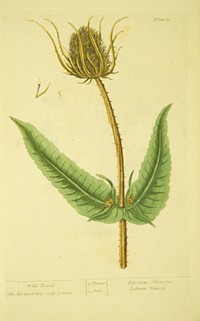 Wild teasel =: Dipsacus silvestris, labrum venerisCollection: Images from the History of Medicine (IHM) Alternate Title(s): Dipsacus silvestris, labrum veneris Author(s): Blackwell, Elizabeth, active 1737., engraver Publication: London : Printed for Samuel Harding ..., MDCCXXXVII [1737] Language(s): English Format: Still image Subject(s): Dipsacaceae Genre(s): Book Illustrations, Pictorial Works, Herbals Abstract: Plate 50 from Elizabeth Blackwell's A curious herbal. Illustration of the flower and seed of a wild teasel plant. Related Title(s):Is part of: A curious herbal, containing five hundred cuts, of the most useful plants.; See related catalog record: 2449056R Extent: 1 print : 37 x 25 cm. Technique: etching and engraving, hand-colored NLM Unique ID: 101456754 NLM Image ID: C03101 Permanent Link: resource.nlm.nih.gov/101456754