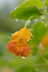 Spotted Touch-me-notNPS | Neal Lewis Wild_SNP6570_SpottedTouch-me-not_Jewelweed_nlflower