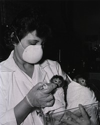 Female laboratory technician feeds baby monkeys. Showing baby monkeys being bottle-fed. Original public domain image from Flickr