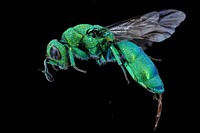 Chrysidid wasp, metallic green.